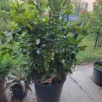 Limone Sfusato d' Amalfi