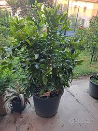 Limone Sfusato d' Amalfi