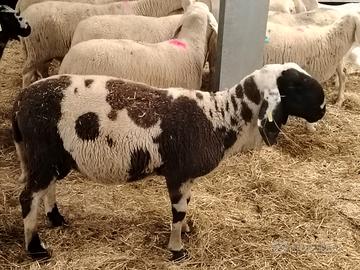 Ariete montone bergamasco