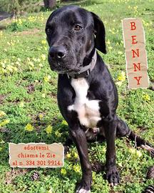 BENNY: cucciolone tutto da sbaciucchiare