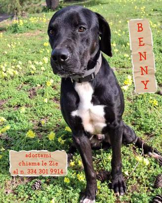BENNY: cucciolone tutto da sbaciucchiare