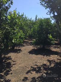 Terreno agricolo vicino al mare