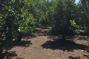 Terreno agricolo vicino al mare