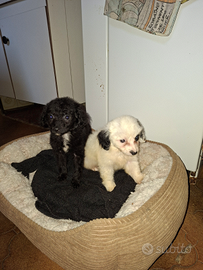 Maltipoo cuccioli