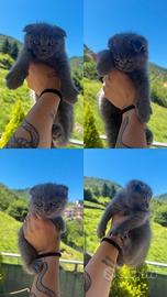 Scottish fold