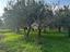 Immagine 9