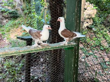 Colombe & Piccioni