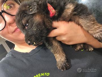 Cuccioli di pastore tedesco