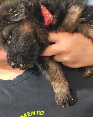 Cuccioli di pastore tedesco