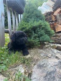 Cucciolo cane pastore bergamasco