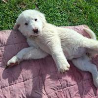 Cuccioli futura taglia medio grande