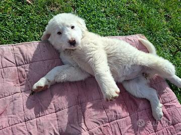 Cuccioli futura taglia medio grande