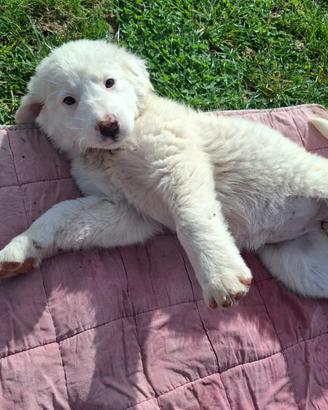 Cuccioli futura taglia medio grande