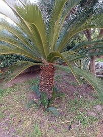 Cycas 