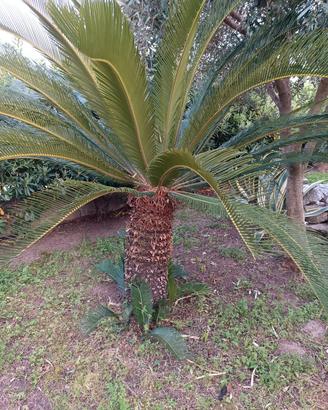 Cycas 