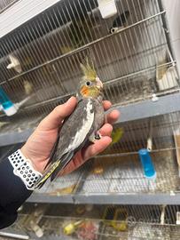 Calopsite allevata a mano