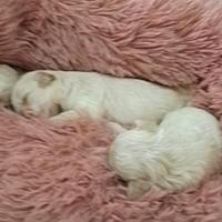 Cuccioli di maltipoo mini