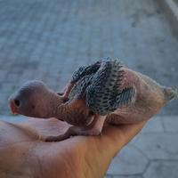 Pappagallo parrochetto del collare