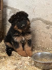 Cucciolo pastore tedesco