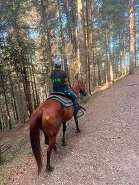 Cavallo