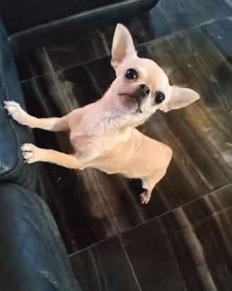 Cgr chihuahua mini Toy
