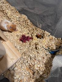 Cuccioli criceti dorato