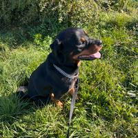 Rottweiler Maschio