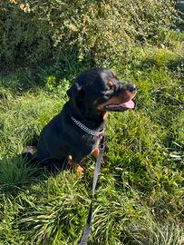 Rottweiler Maschio