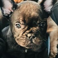 Buldog francese