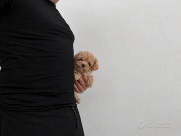 Maltipoo Mini Toy Crema Disponibili Subito