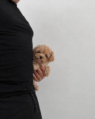 Maltipoo Mini Toy Crema Disponibili Subito