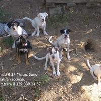 Meticci taglia medio piccola nati il 27 Marzo 2025