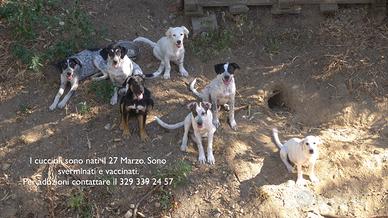 Meticci taglia medio piccola nati il 27 Marzo 2025