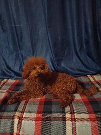 Barboncino toy PER MONTA bel colore