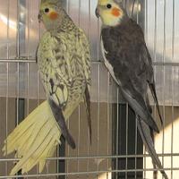 Calopsite maschi selvatici