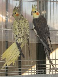 Calopsite maschi selvatici