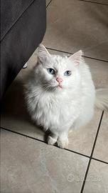 Animale domestico