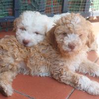 Cuccioli di lagotto