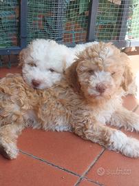 Cuccioli di lagotto