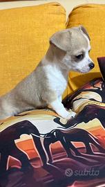 Cucciolo chihuahua
