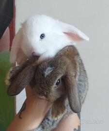 Cuccioli di coniglio nano ariete