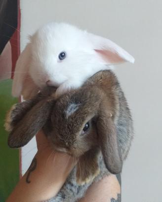 Cuccioli di coniglio nano ariete