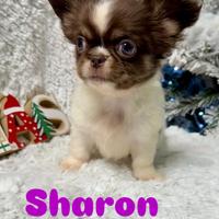 Sharon chihuahua pronta Ritirabile gennaio pedigre