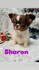 Sharon chihuahua pronta Ritirabile gennaio pedigre