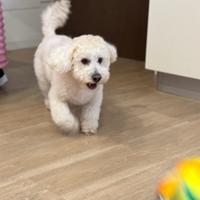 Maschio di 4 anni per accoppiamento