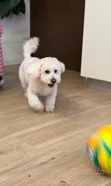 Maschio di 4 anni per accoppiamento