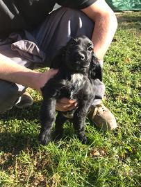 Cocker spaniel femminuccia