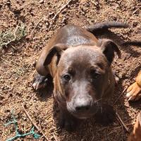 Cuccioli di american pit bull terrier