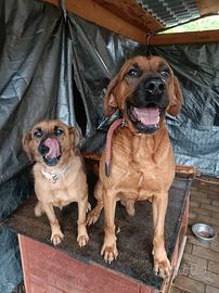 2 cani