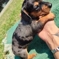 Bassotto nano cuccioli